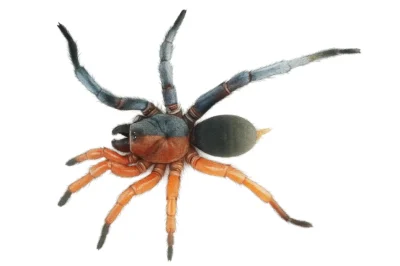 Half-Male, Half-Female Spider Species Shocks Scientists